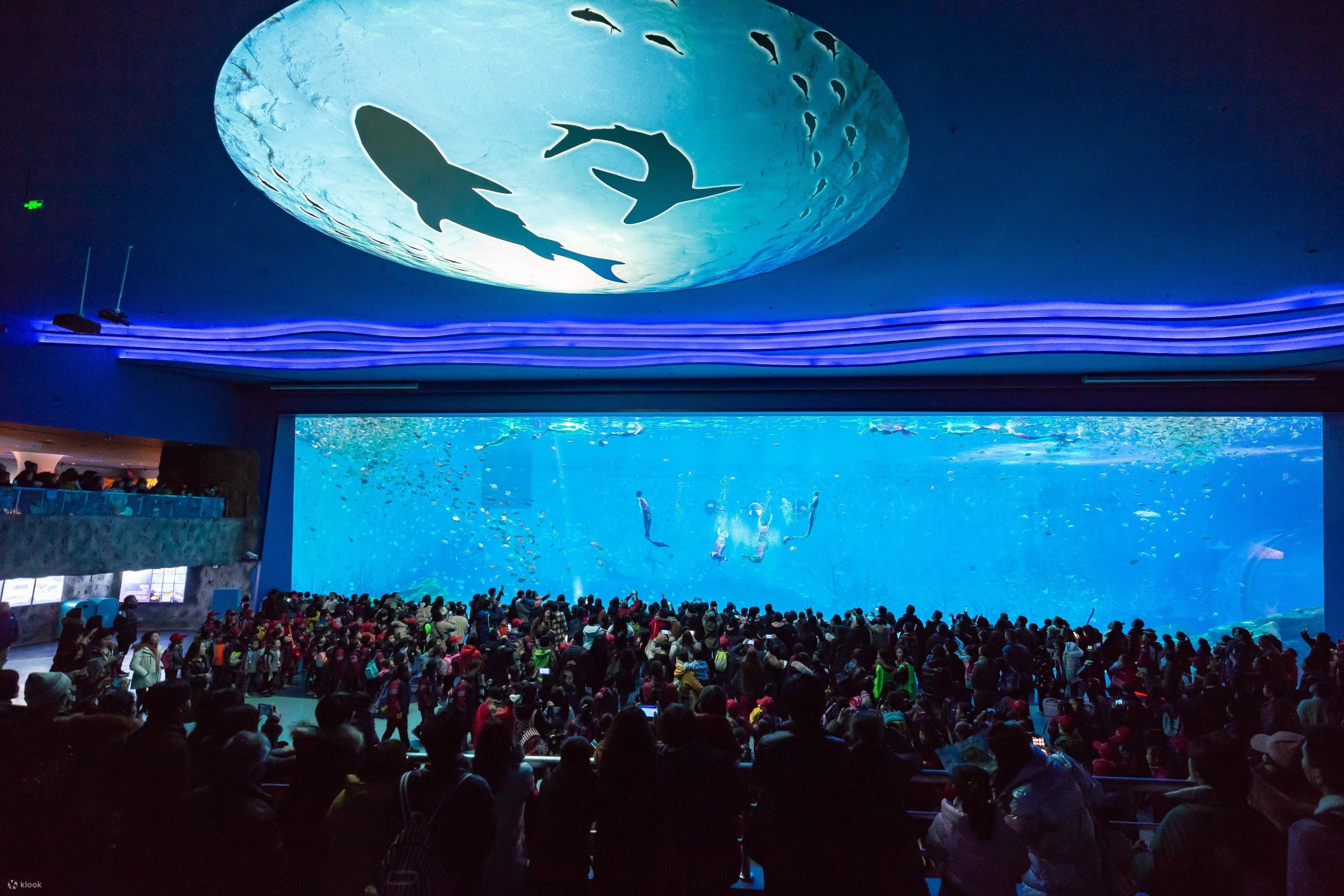 （ぎゅな様）オーシャンシアター 海洋楽園 ゴンちゃん🐋🍉 * #美ら海水族館#海洋博公園#オキちゃん劇場